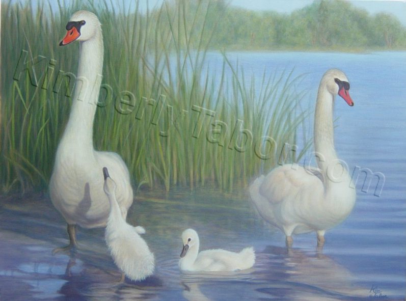 Painting of Mute swan family